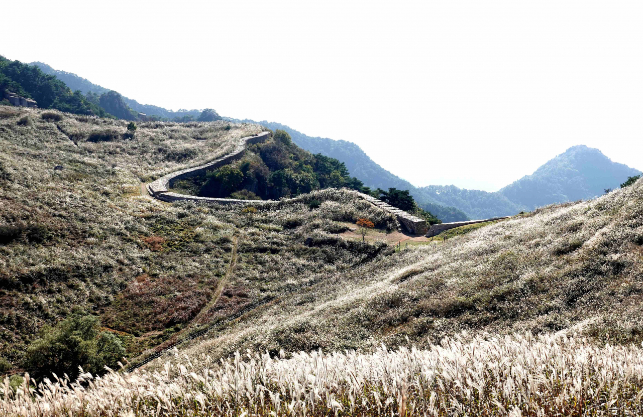 Silver grass is shaken by the wind on Monday at the slope of Hwawangsan mountain in Changnyeong, South Gyeongsang Province. (Yonhap)