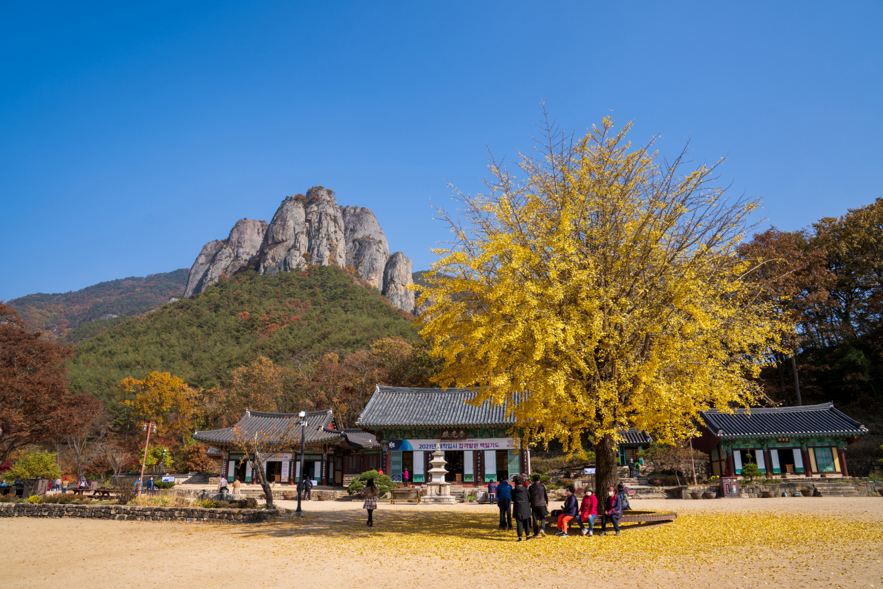 Visitors sit on a bench in front of a ginkgo tree in the courtyard of Daejeonsa in Cheongsong, North Gyeongsang Province. (Kim Ji-ho/Korea Tourism Organization)