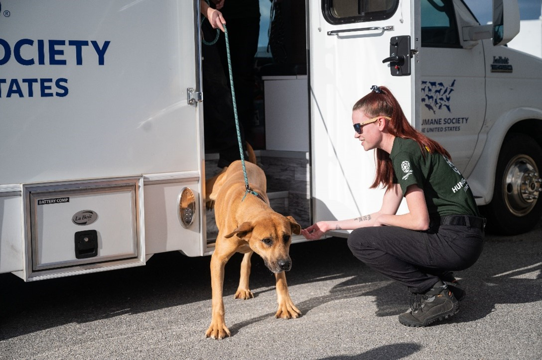 A dog rescued from Korea arrives at a Humane Society shelter in the US. (Humane Society International)
