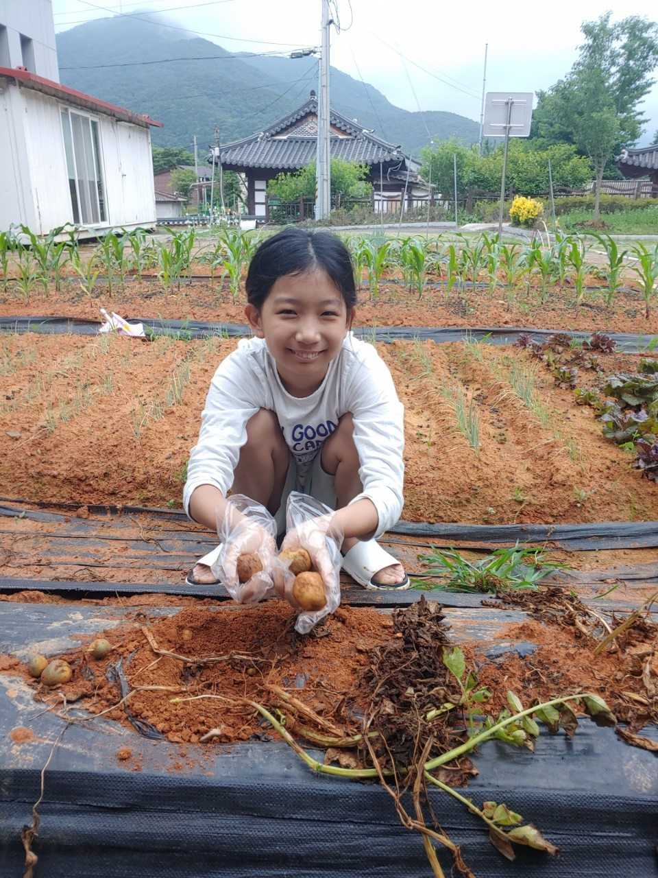 Chung Hae-won, a sixth grader from Wonchon Elementary School in Seoul, who stayed at Hwasun Elementary School's Iseo Branch in Hwasun, South Jeolla Province, harvests potatoes. (Seoul Metropolitan Office of Education)