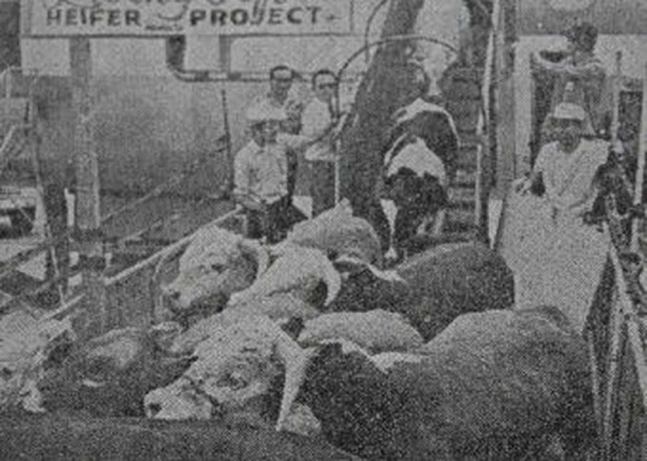 Cows and cattle land in South Korea some 70 years ago from a US charter flight. (Heifer Korea)