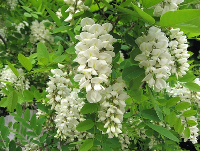 Black locust, one of the honey trees found in Korea (National Institute of Forest Science)
