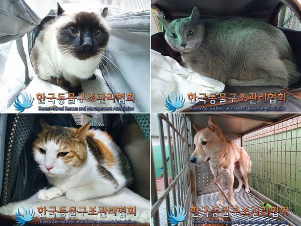 Four animals rescued from Lee Ki-young's home on Dec. 29 (KARMA)