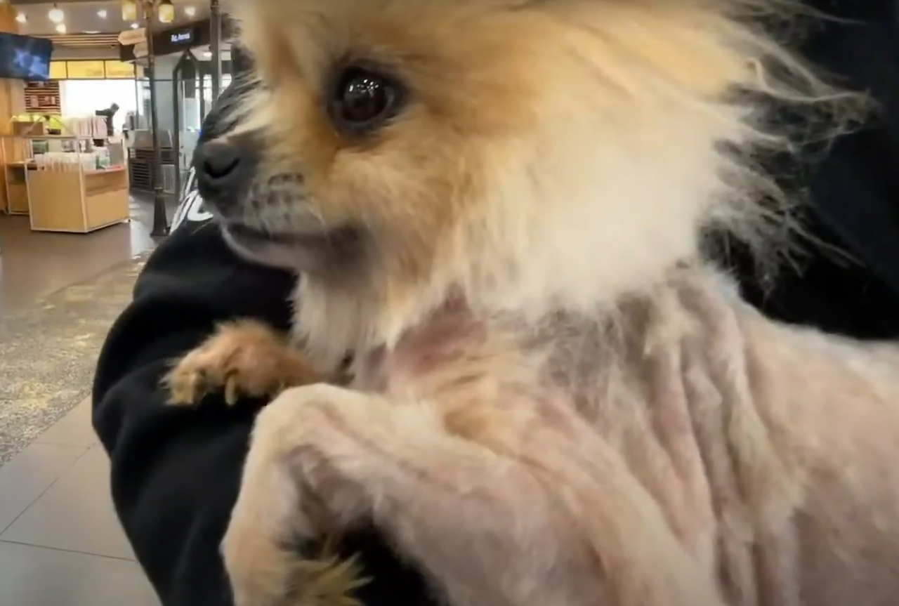 One of the four surviving dogs. (Screen grab from Care's YouTube channel)