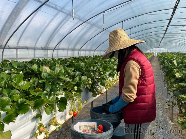 Jossa Gomez Lobo, a 29-year-old seasonal worker from the Phillippines who is employed by a local farm in Wanju, North Jeolla Province, picks strawberries on Feb. 6. (Lee Jaeeun/ The Korea Herald)