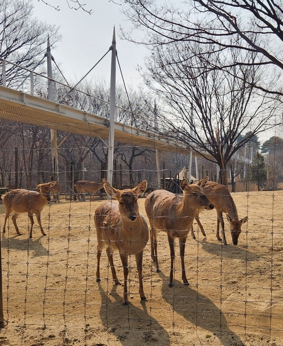 Seoul Forest's deer enclosure (Choi Jae-hee / The Korea Herald)