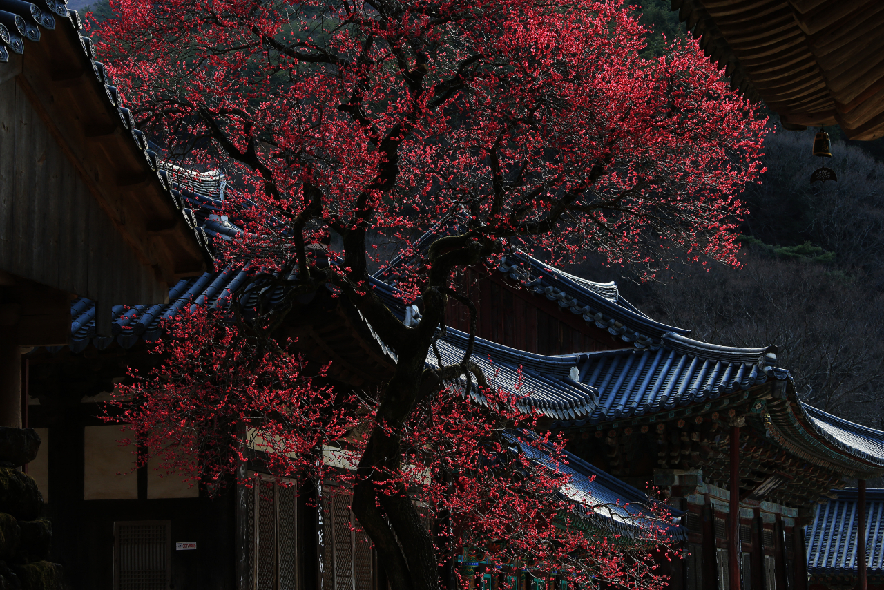 Red apricot flowers bloom on Wednesday at Hwaeomsa Temple, a Buddhist temple established in 544 in Gurye-gun, South Jeolla Province. (Gurye-gun Office)