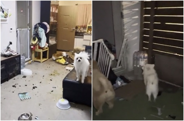 Animals were found unattended at a temporary care shelter in Gwangju, Gyeonggi Province. (Captured image from SBS)