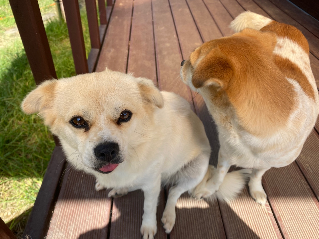 Mixed-breed pet dogs Mocha (left) and Choco (Yu Ji-soo/The Korea Herald)