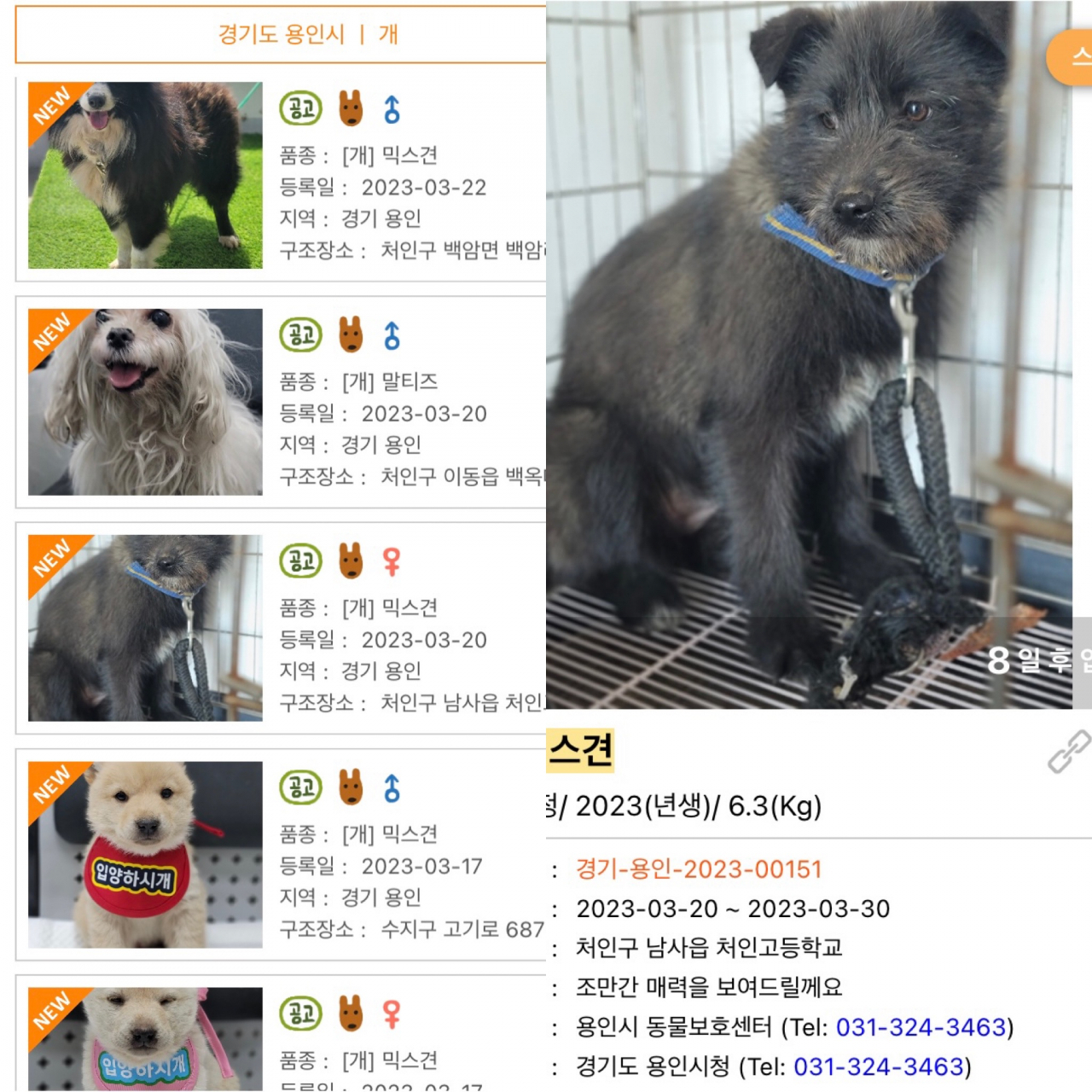 Abandoned dogs waiting to be adopted at shelters are shown in this screenshot of an application for Pawinhand on Thursday. (Pawinhand)