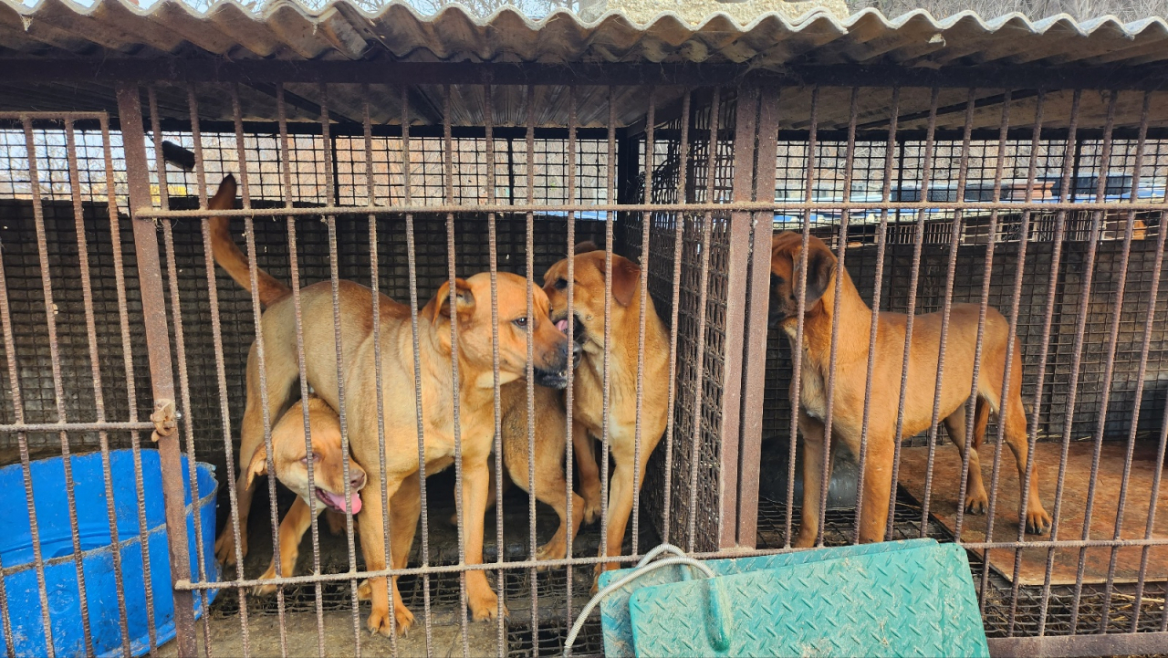 Dogs found at a farm for dog meat in Asan, South Chungcheong Province, on March 8 (Lee Jung-youn/The Korea Herald)