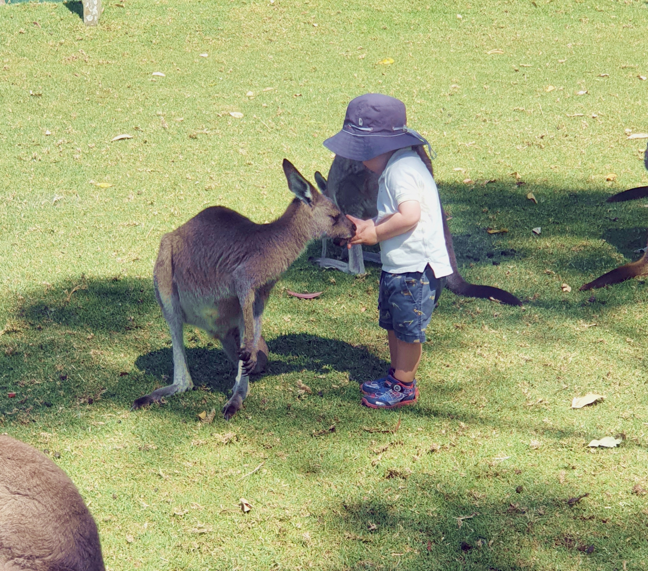 Symbio Wildlife Park’s lolloping kangaroos and wallabies are gentle enough for even small children to feed. (Paul Kerry/The Korea Herald)