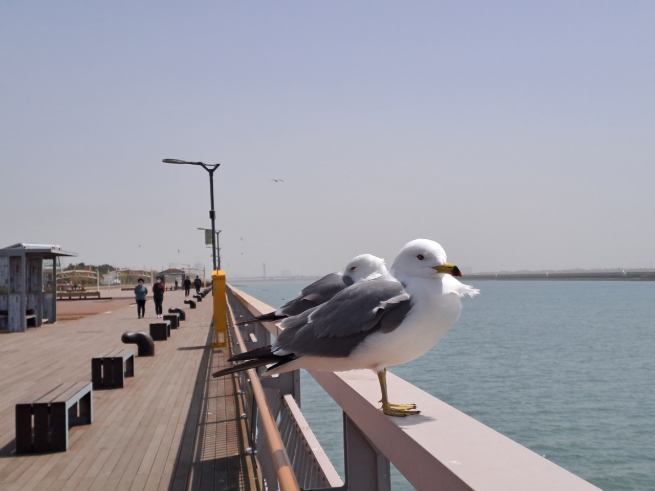 Seagulls rest on a handrail at Solchan Park. (Lee Si-jin/The Korea Herald)