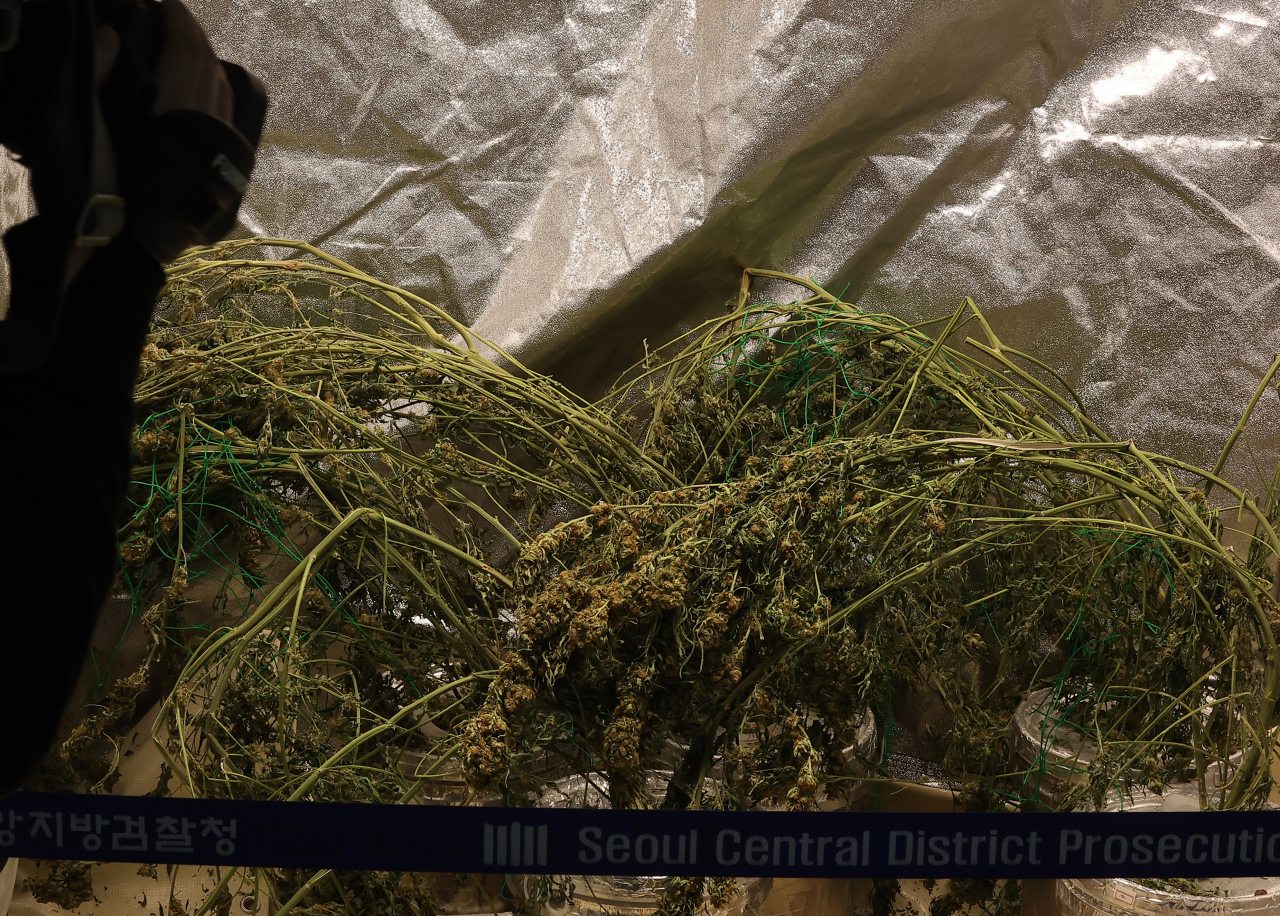 The Seoul Central District Prosecutors' Office exhibits confiscated cannabis in a press briefing at its headquarters in southern Seoul on Thursday. (Yonhap)