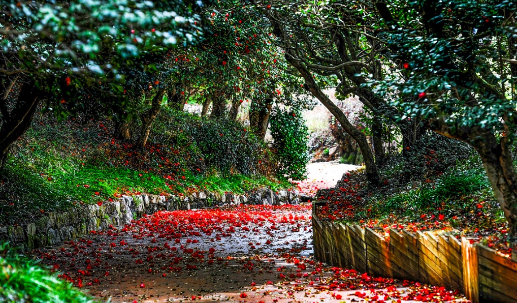 A camellia grove at the Ongnyongsa temple site (Gwangyang-si)