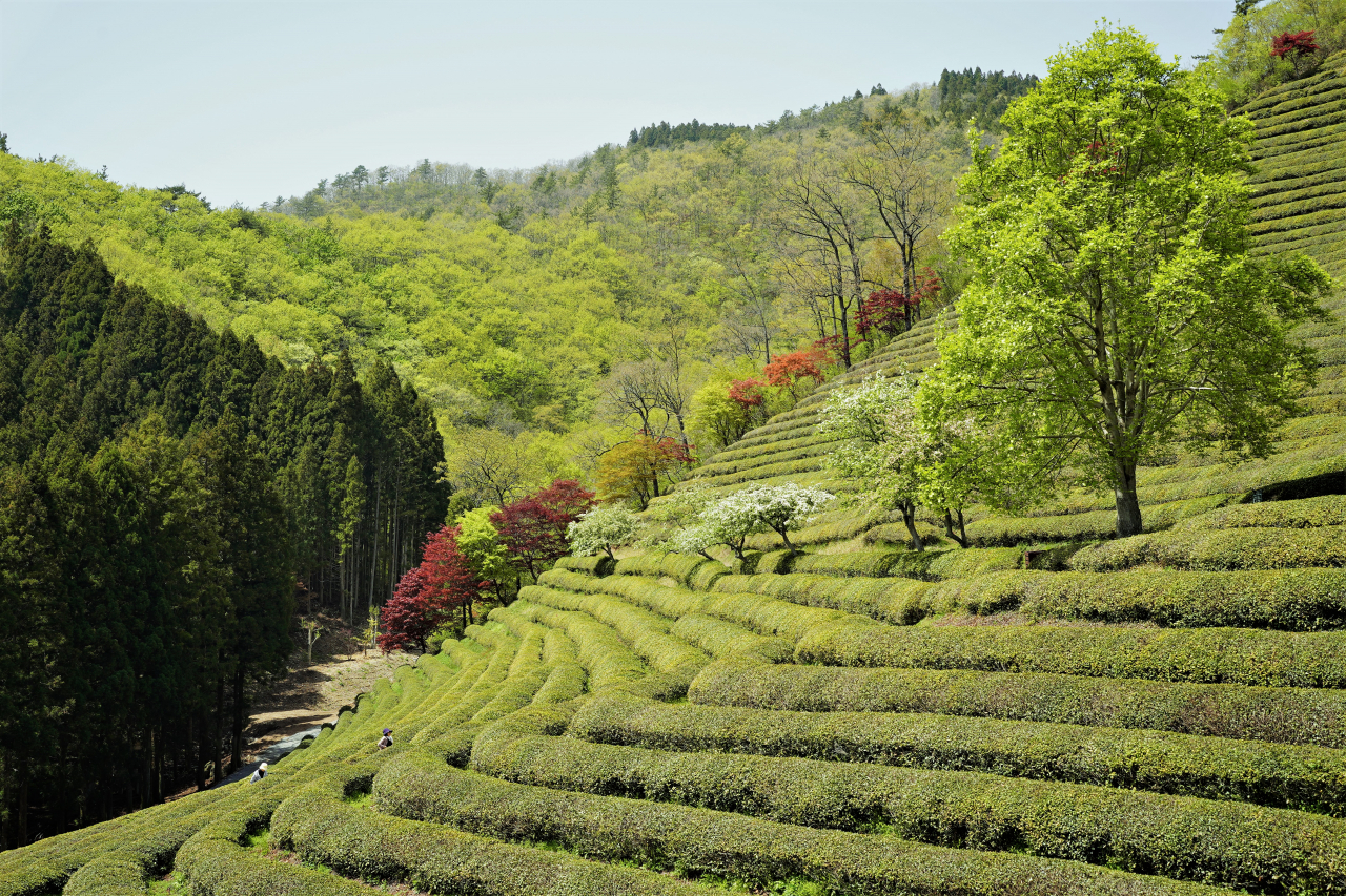 Green tea field of Daehan Dawon (Lee Si-jin/The Korea Herald)