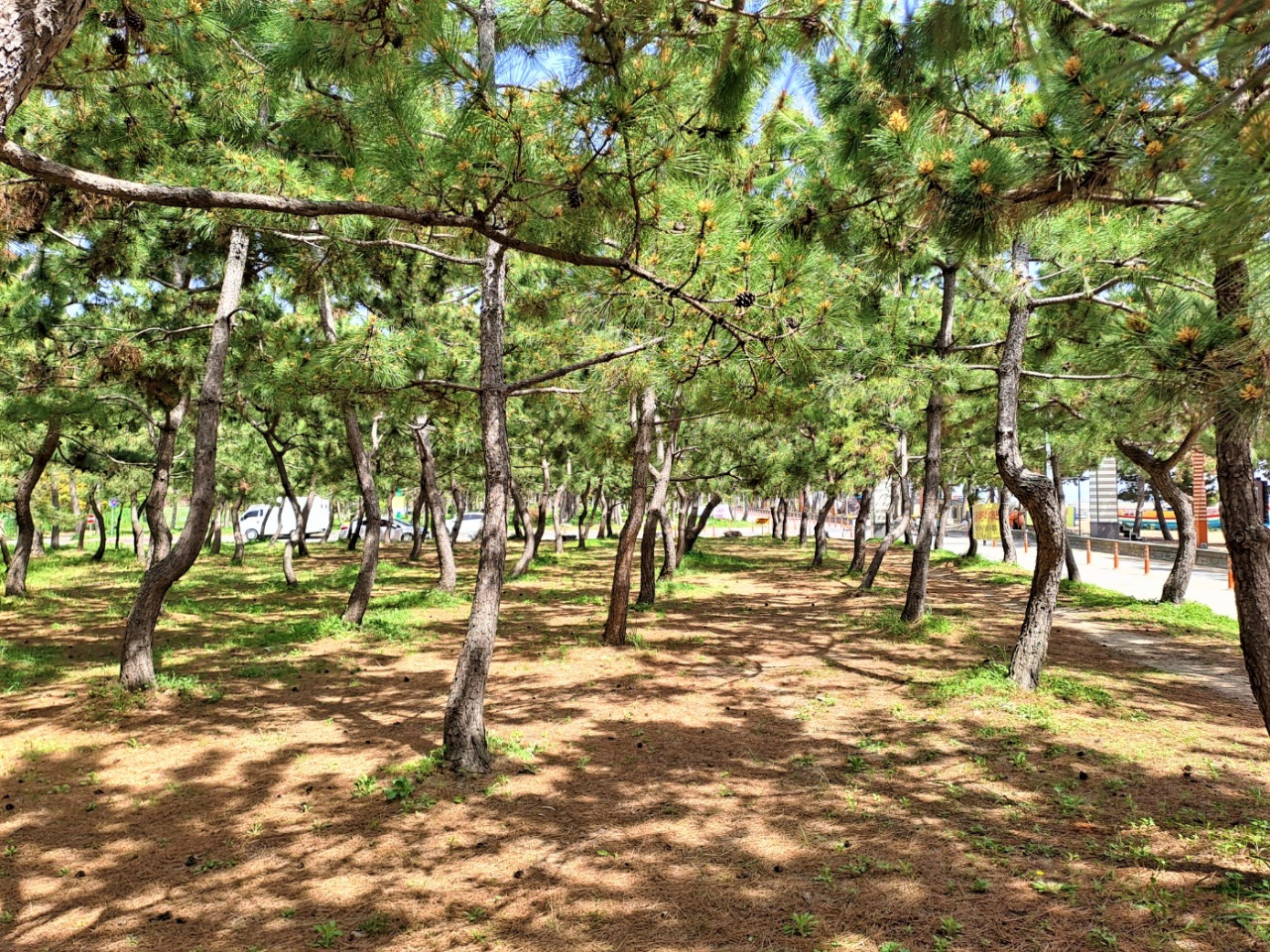 Pine tree forest at Yulpo Beach in Boseong, South Jeolla Province (Lee Si-jin/The Korea Herald)