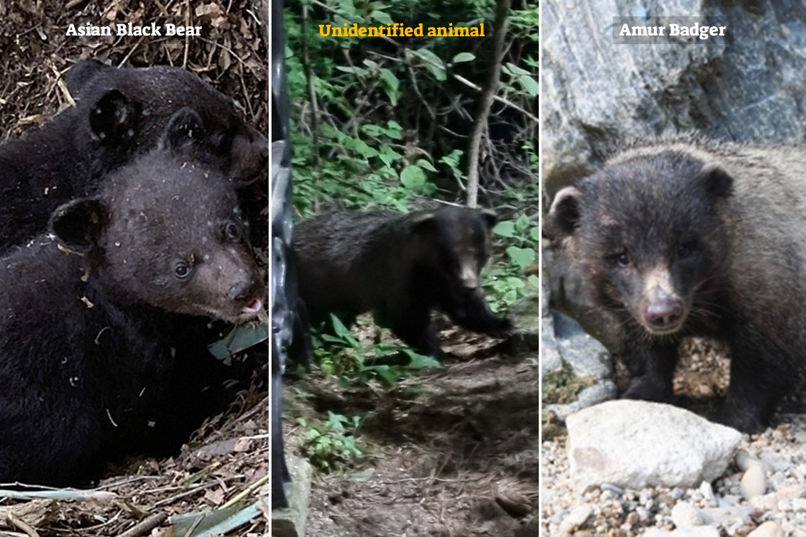 An Asian black bear (left), an unidentified animal spotted on April 24 (center) and an Amur badger. (Ministry of Environment)
