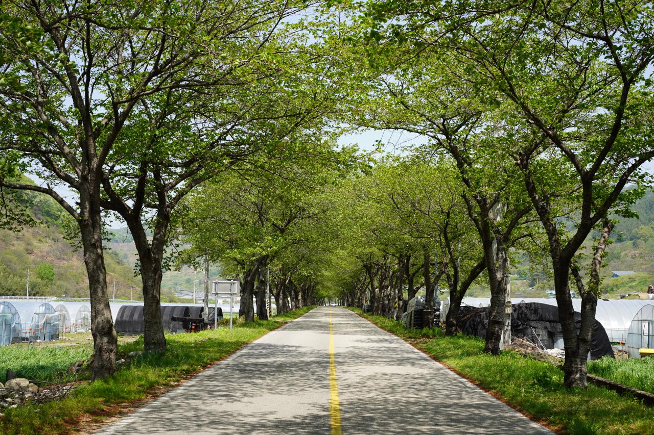 A road lined with trees leads visitors to Samseong-gung in Hadong, South Gyeongsang Province. (Lee Si-jin/The Korea Herald)