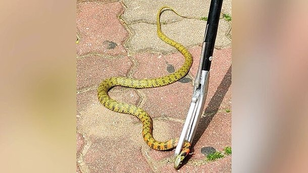 A tiger keelback snake was spotted at an apartment complex in Mapo, Seoul on Monday. (Courtesy of reader)