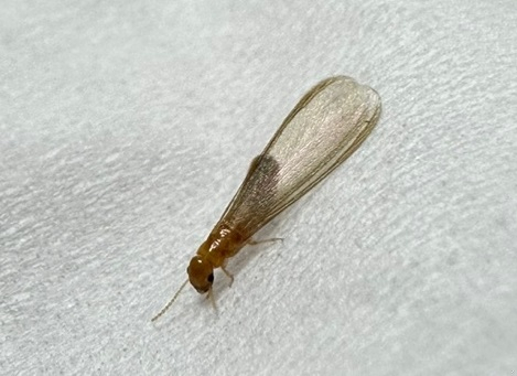 A drywood termite found in Nonhyeon-dong, Gangnam-gu, Seoul.