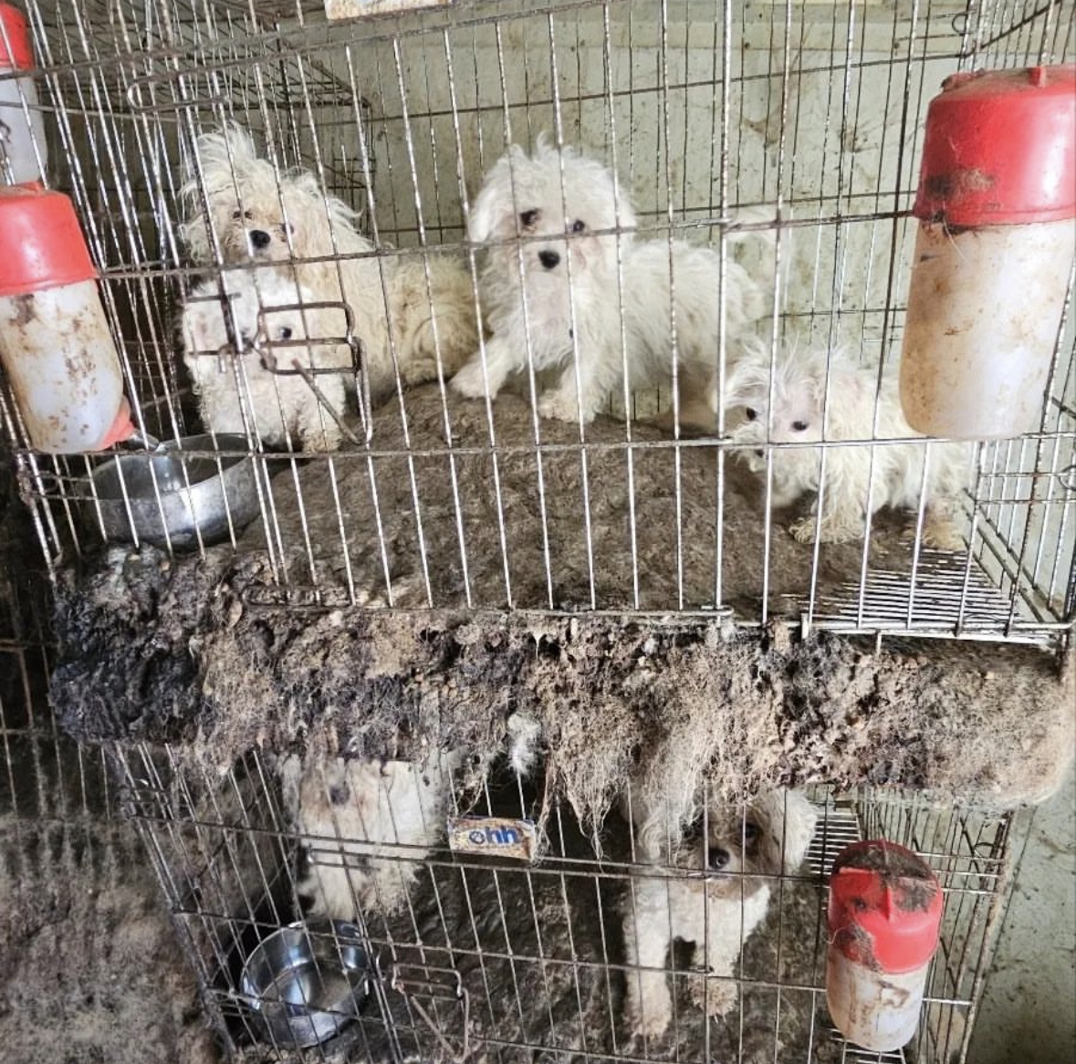 Dogs are held in cages with their own waste and piled up one on top of the other inside of an illegal breeding facility in Jinan-gun, North Jeolla Province, on May 2. (Courtesy of TBT Rescue’s Instagram)