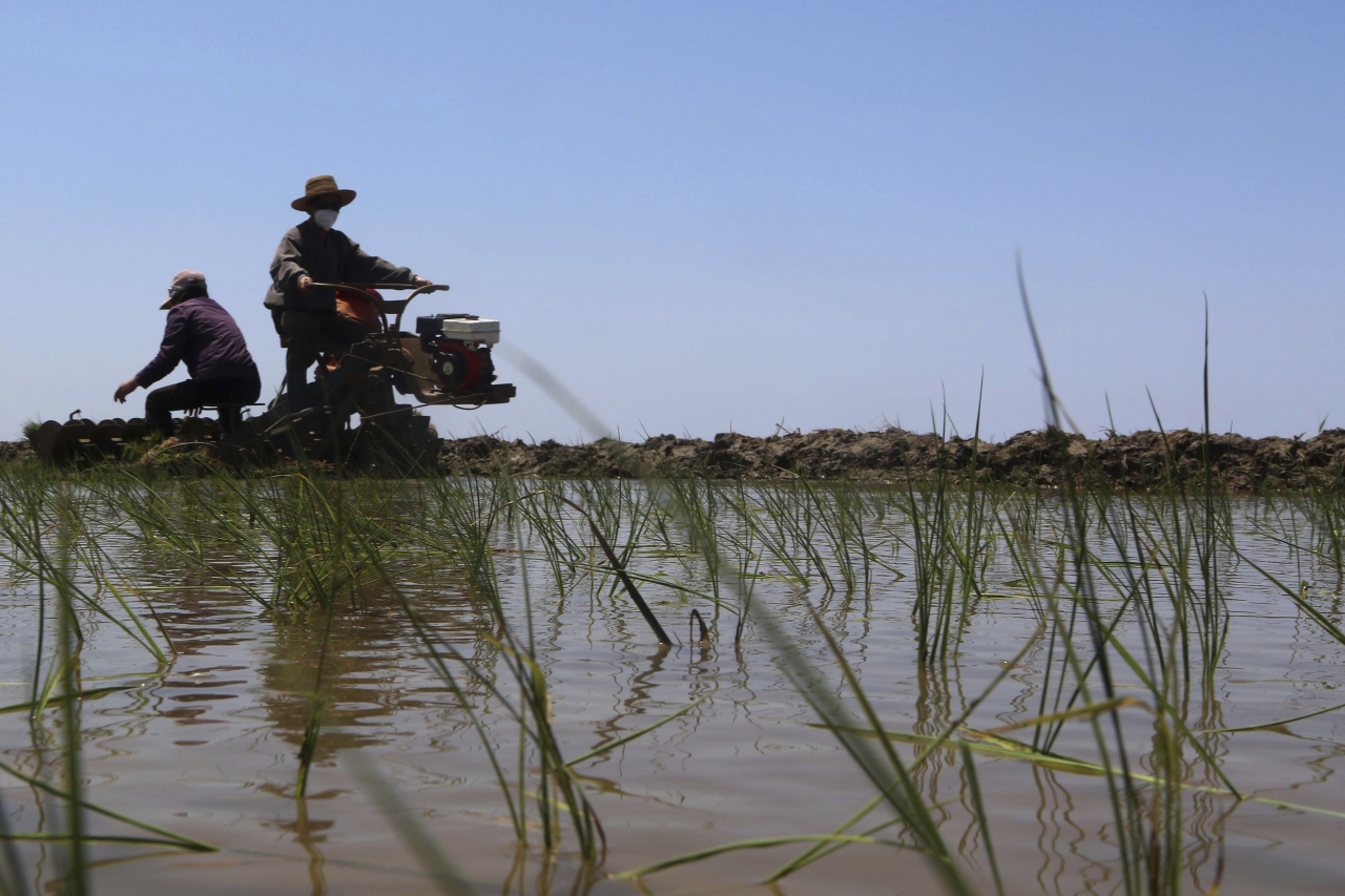 Farmers plant rice seedlings at the Kumsong Farm in Onchon County of Nampho City, North Korea, on May 23. (AP)