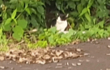 A kitten is spotted near the scene of the shooting the morning of June 19 in Seogwipo, Jeju. (Hondidorang)