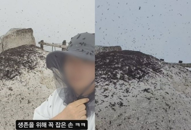 Photos uploaded by a social media user show a swarm of lovebugs covering the top of Bukhansan in Seoul on June 30.