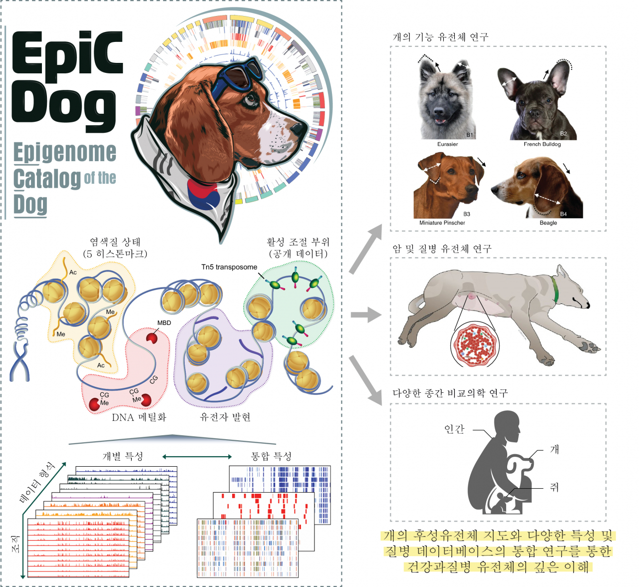 韓 연구진 “세계 최초 개 후성유전체 지도 작성 성공” 헤럴드경제 9111