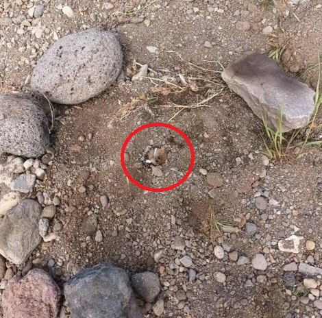 A buried poodle's snout is seen in an empty lot in Aewol-eup on Jeju Island on April 20, 2022. (Online community)