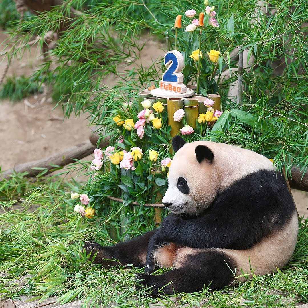 Panda Fubao sits next to a birthday cake made of bamboo and carrots to mark her second birthday at Everland in Yongin, Gyeonggi-do Province on July 20, 2022. (Everland's Instagram)