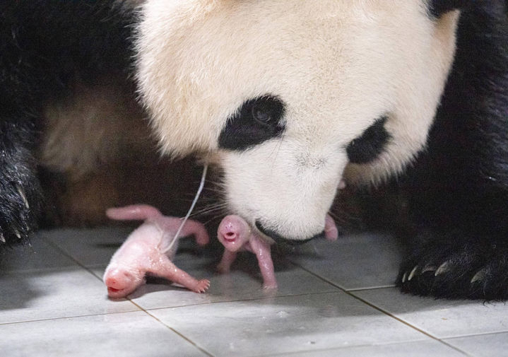 A picture of Ai Bao and her female twin pandas that were born early in the morning on Friday at Everland in Yongin, south of Seoul (Everland)