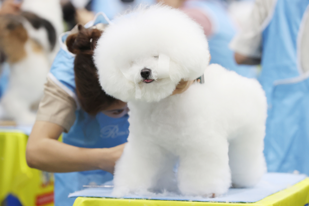 A dog sports a fluffy style at the 103rd KKF Dog Grooming Competition. (Yonhap)