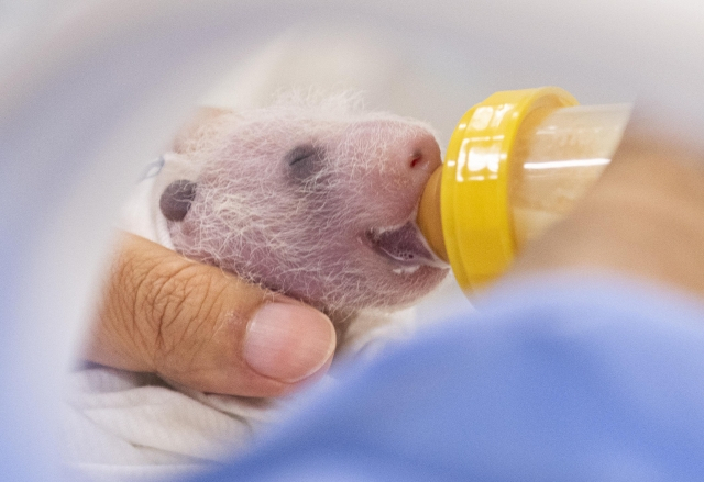 Ai Bao panda: South Korean zoo celebrates birth of first twin