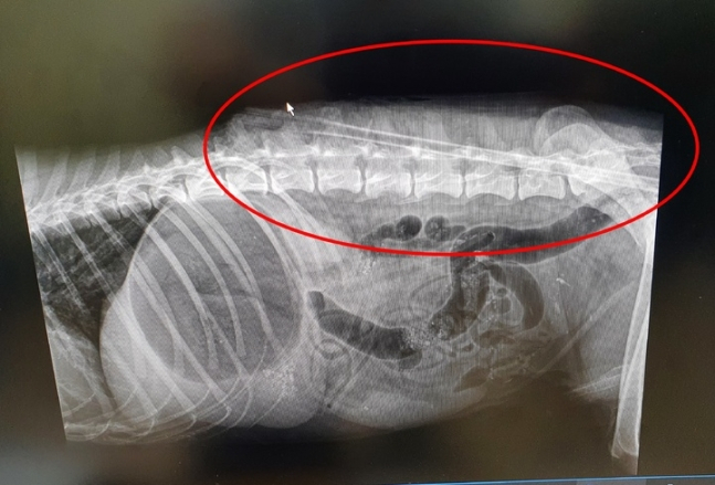An X-ray shows the arrow which penetrated the dog's spine. (Jeju-si)