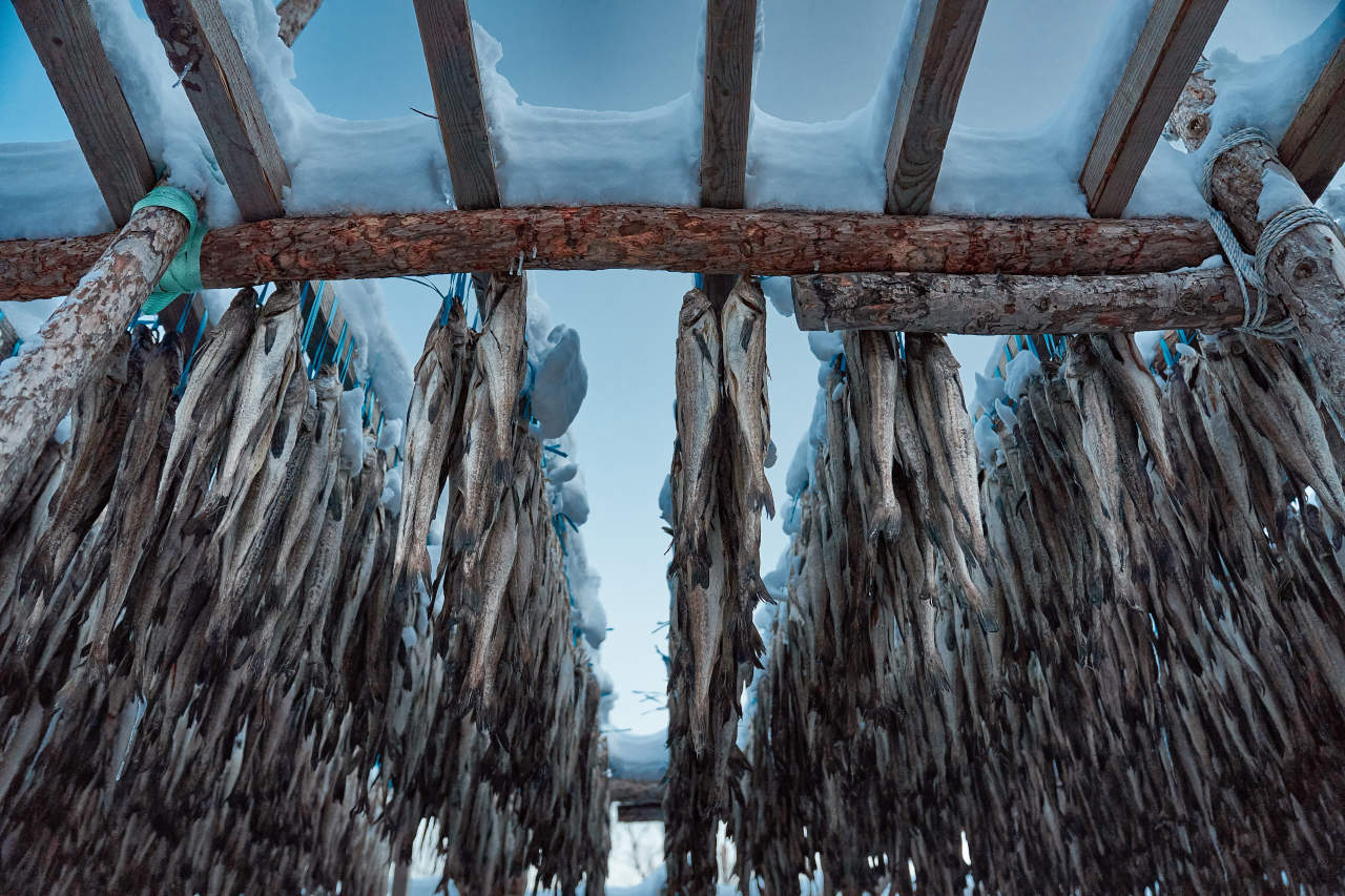 This stock image shows Alaska pollack, or myeongtae as it is called here, being dried and processed into hwangtae. (Gettye Images)