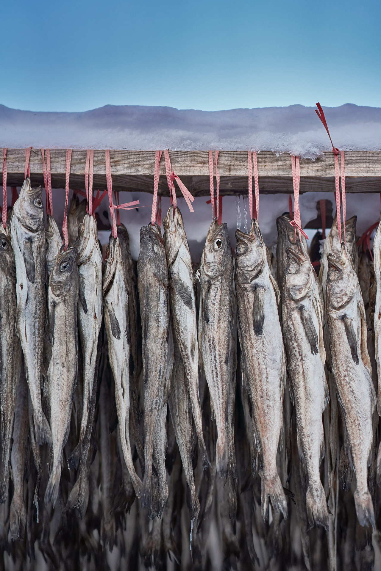This stock image shows Alaska pollack, or myeongtae as it is called here, being dried and processed into hwangtae. (Gettye Images)