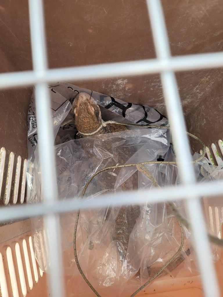 The captured lizard is seen in a portable animal cage. (Yeongju Fire Station)