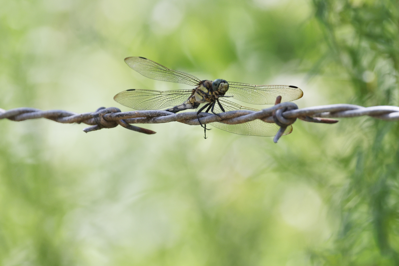 A butterfly sits on a barbed wire preventing access to the Demilitarized Zone in Goseong County, Gangwon Province, on July 26. This week marks the 70th anniversary of the signing of the Korean Armistice Agreement which temporarily stopped the Korean War on July 27, 1953. Photo © Hyungwon Kang