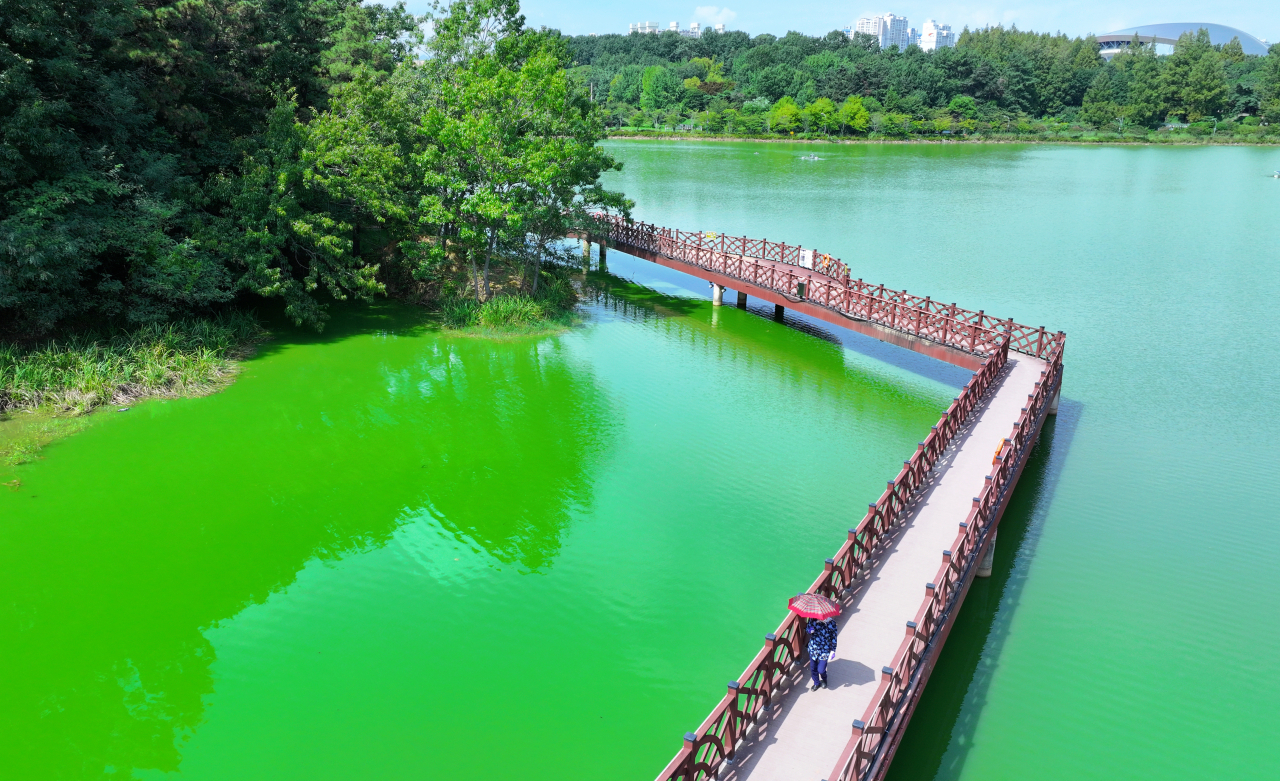 Due to an unusual heat wave, the formation of hazardous green algae blooms is observed at Pungam Lake Park in Seo-gu, Gwangju, Wednesday. (Yonhap)