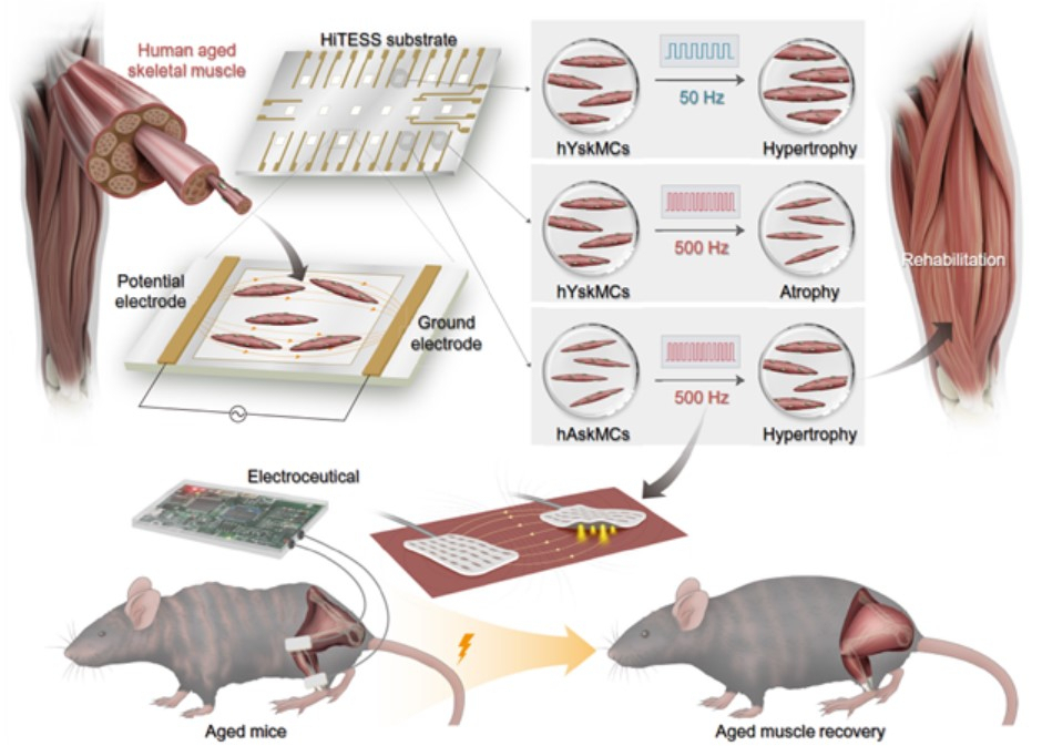 An image shows how electrical stimulation can rejuvenate aged muscles in mice. (Daegu Gyeongbuk Institute of Science and Technology)