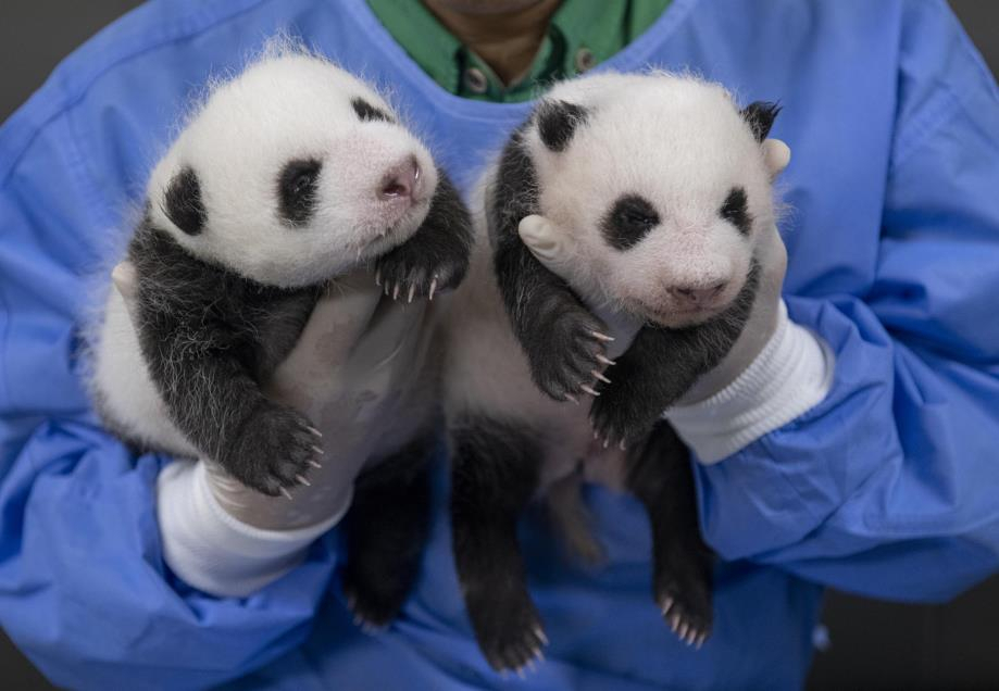 Twin baby pandas born between Ai Bao and Le Bao on July 7. (Everland)