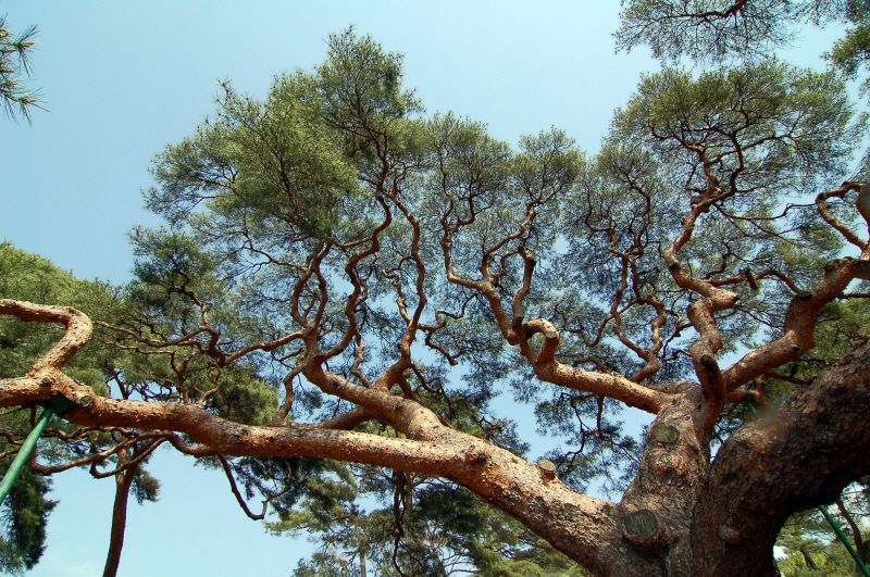 The pine tree located in Uiryeong, South Gyeongsang Province which was designated as a Natural Monument, that was depicted as a tree where villagers held children's corpses in the occult thriller 'Revenant.' (Cultural Heritage Administration)