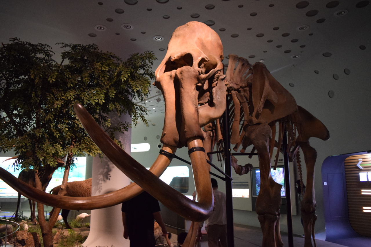 A life-sized replica of a mammoth skeleton (Kim Hae-yeon/ The Korea Herald)
