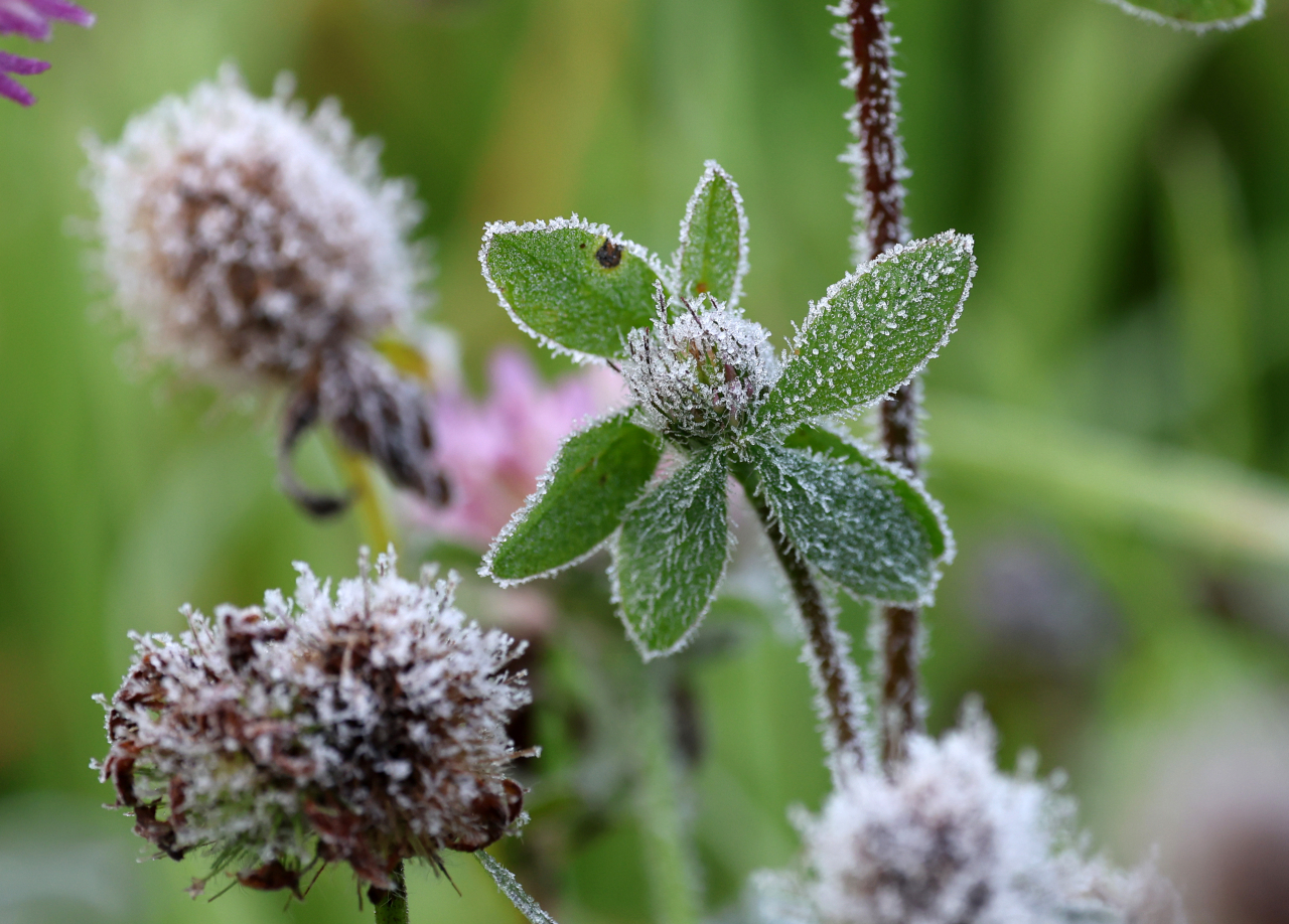 In the Daegwallyeong area of Gangwon Province, where the low fell to minus 0.5 degrees Celsius on Friday morning, frost is seen on flowers. (Yonhap)