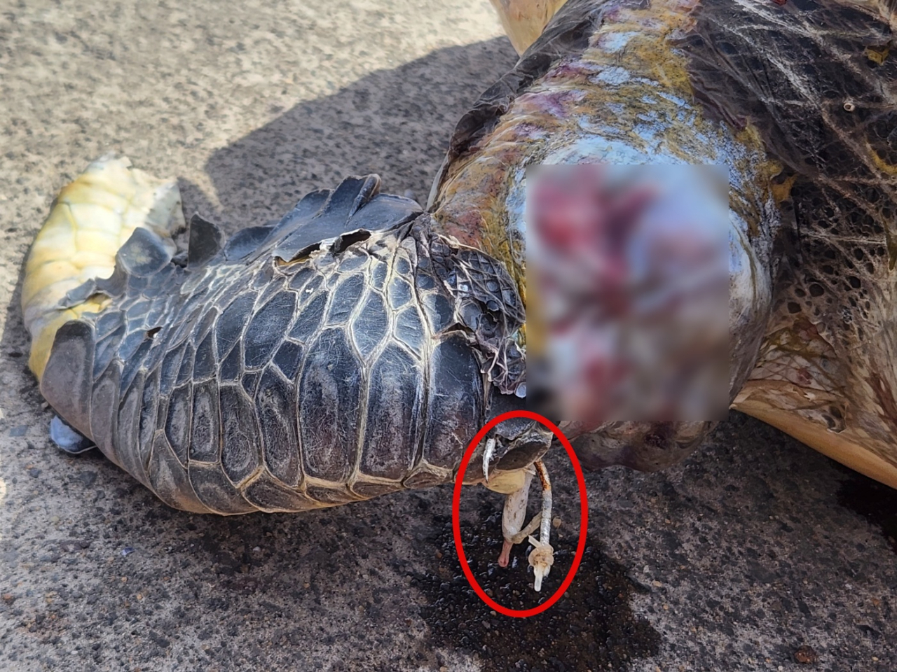 A green sea turtle was found dead in waters off Jeju Island on Saturday with a fishhook lodged in its front flipper. (Yonhap)