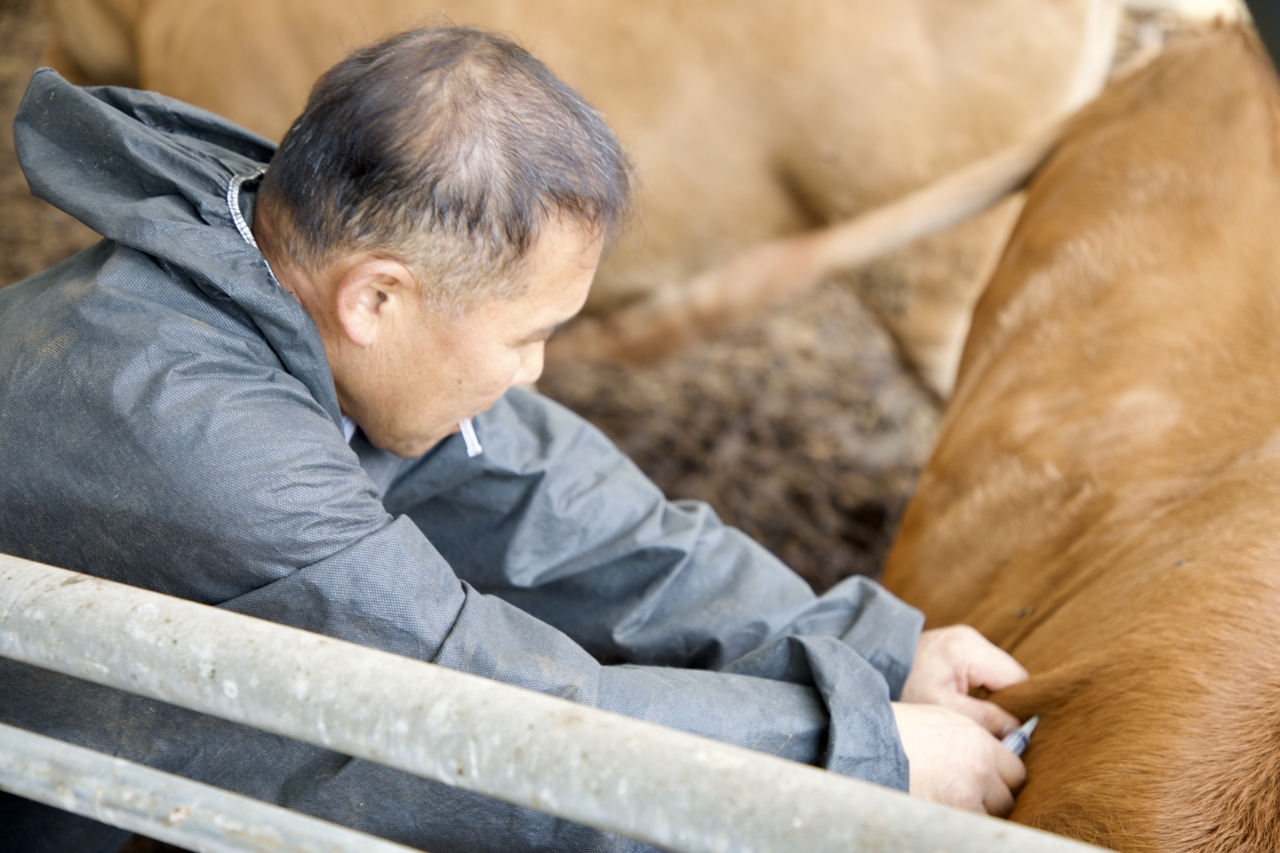 A farmer vaccinates cattle at a farm in Jeungpyeong, 101 kilometers southeast of Seoul, in this photo provided by the provincial government on Tuesday. (Yonhap)