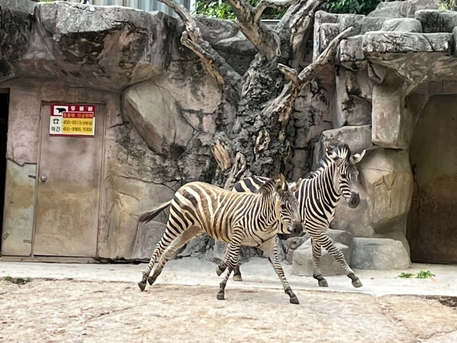 Sero (right) and his late partner, Coco (left), who died on Oct. 16. (Seoul Children's Grand Park Zoo)
