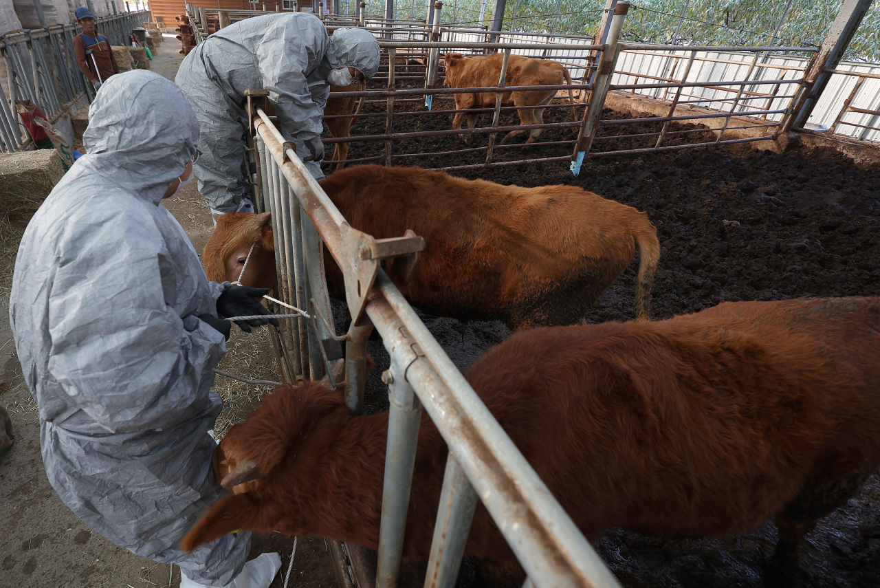 Quarantine officials vaccinate cattle against lumpy skin disease at a farm in Gyeongsan, 250 kilometers southeast of Seoul, on Nov. 1 as the infectious cattle disease is spreading nationwide. (Yonhap)